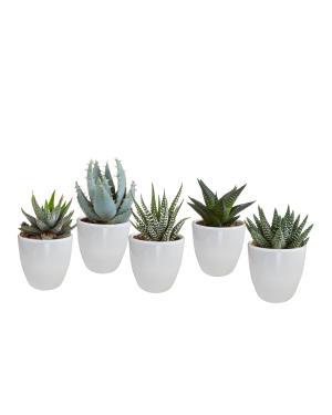 Gasteria/Haworthia mix 5,5cm - 5x - in witte pot