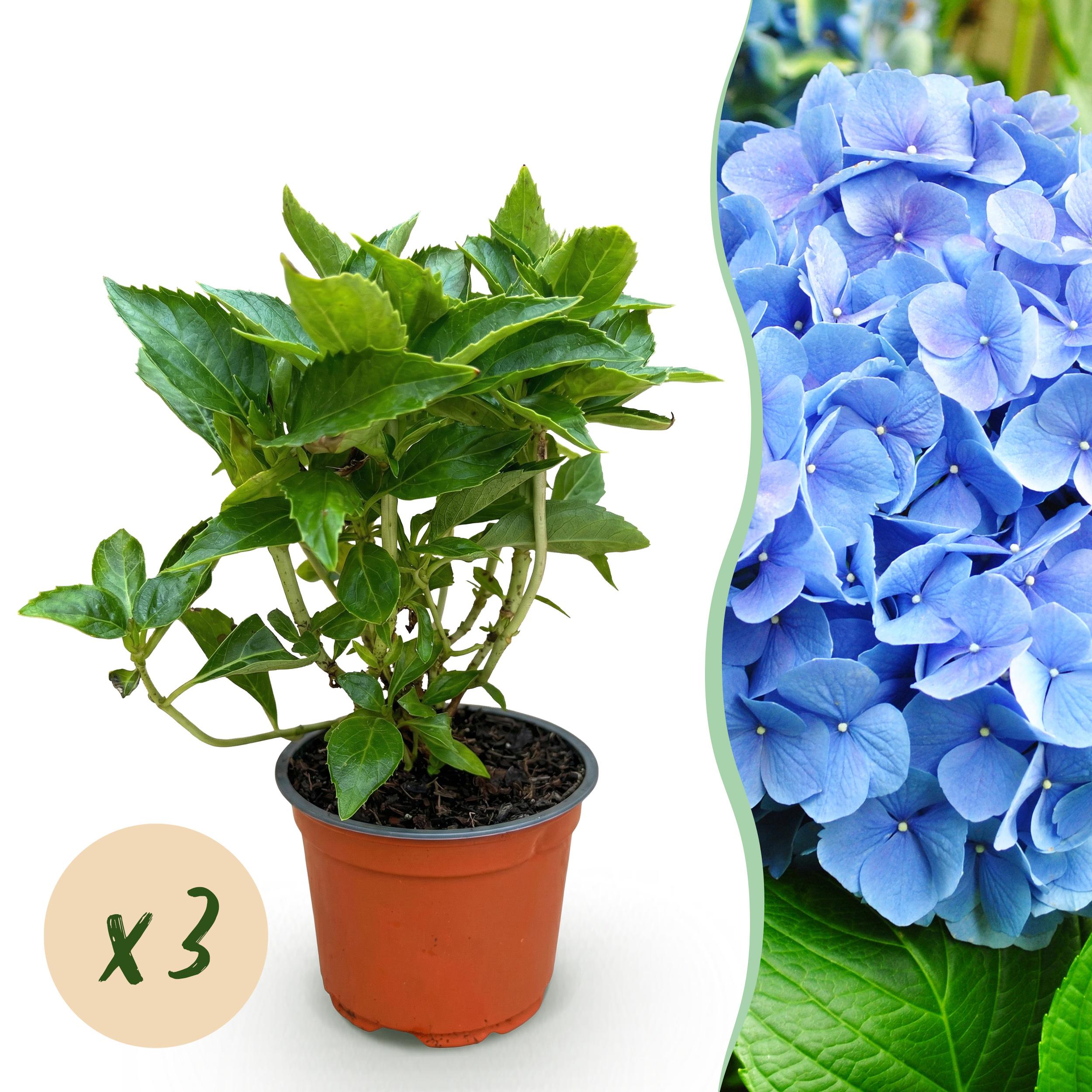 3x Hydrangea Macrophylla Blauw - Hortensia - Blauw 12Cm - 20-30Cm