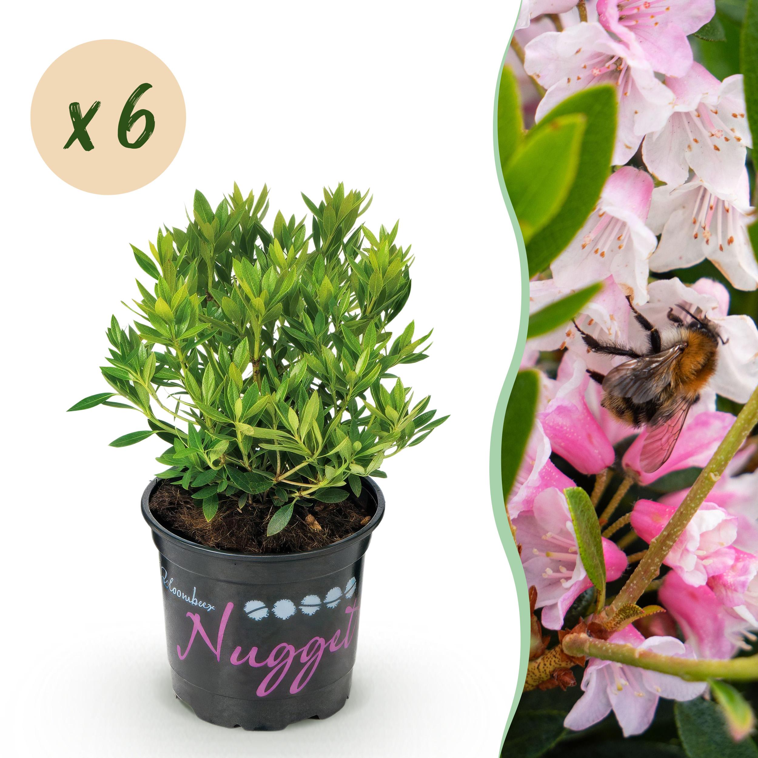 Dwerg Rhododendron - Rhododendron Light Pink Licht Roze Bloem - 6 Planten - ∅ 10,5Cm - ↕ 20-25Cm