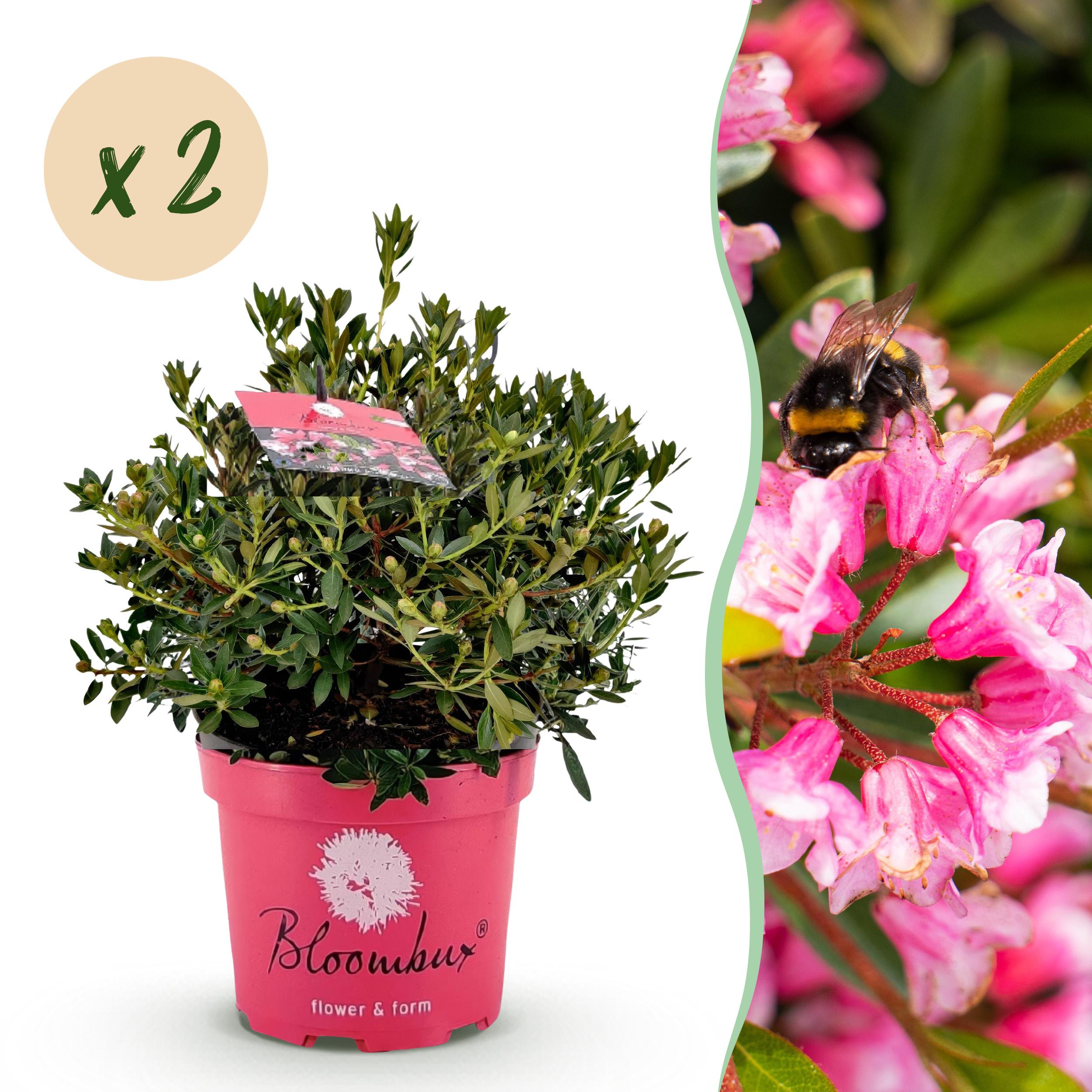 Dwerg Rhododendron - Rhododendron Magenta Roze Bloem - ∅ 23Cm - ↕ 45-55Cm