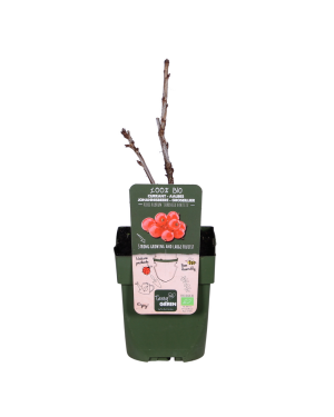 Ribes rubrum 'Jonkheer van Tets' - ↨45cm - Ø13