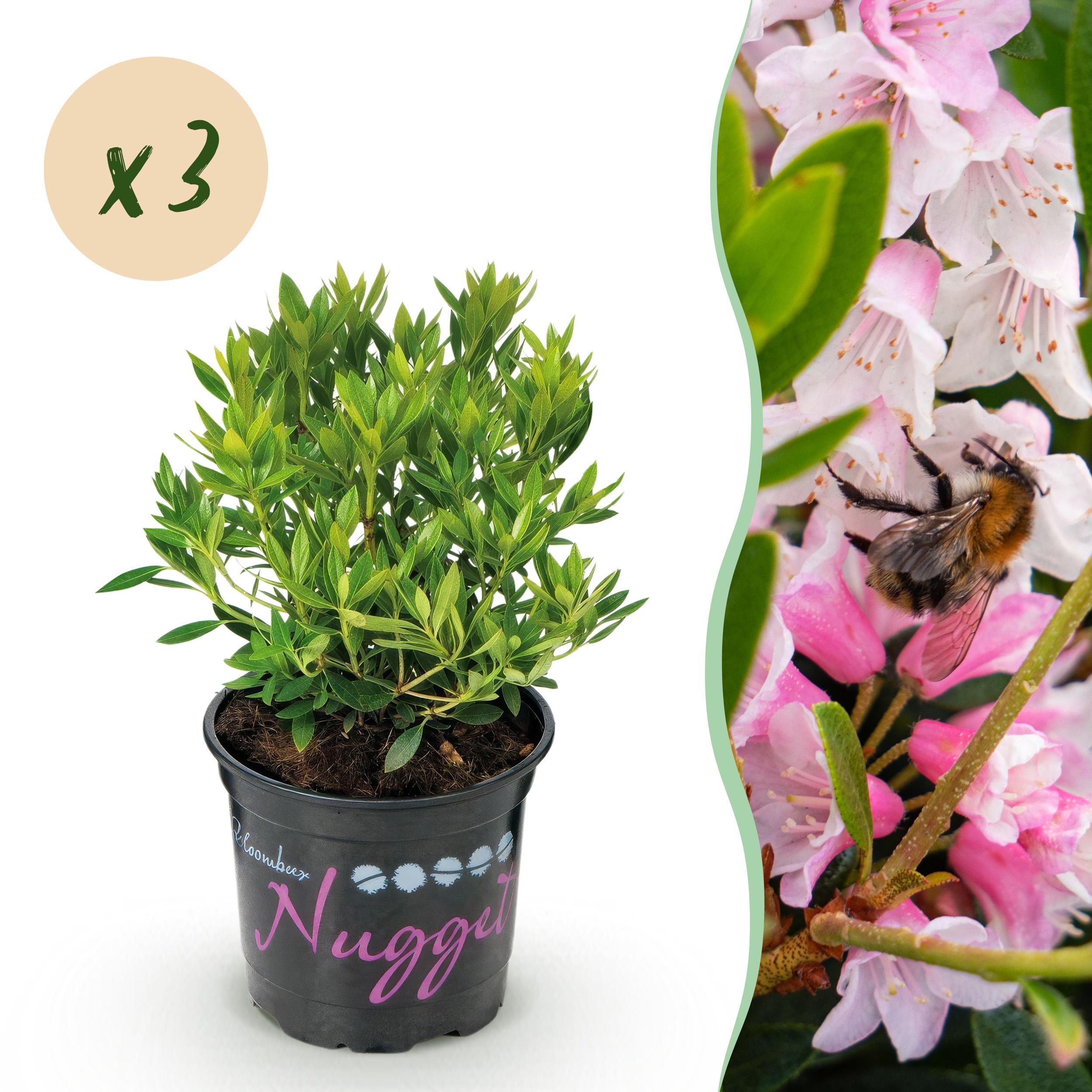 Dwerg Rhododendron - Rhododendron Light Pink Licht Roze Bloem - 3 Planten - ∅ 10,5Cm - ↕ 20-25Cm