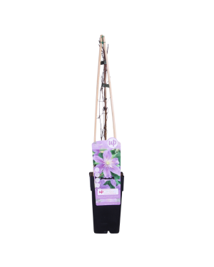 Clematis Justa - ↨65cm - Ø15