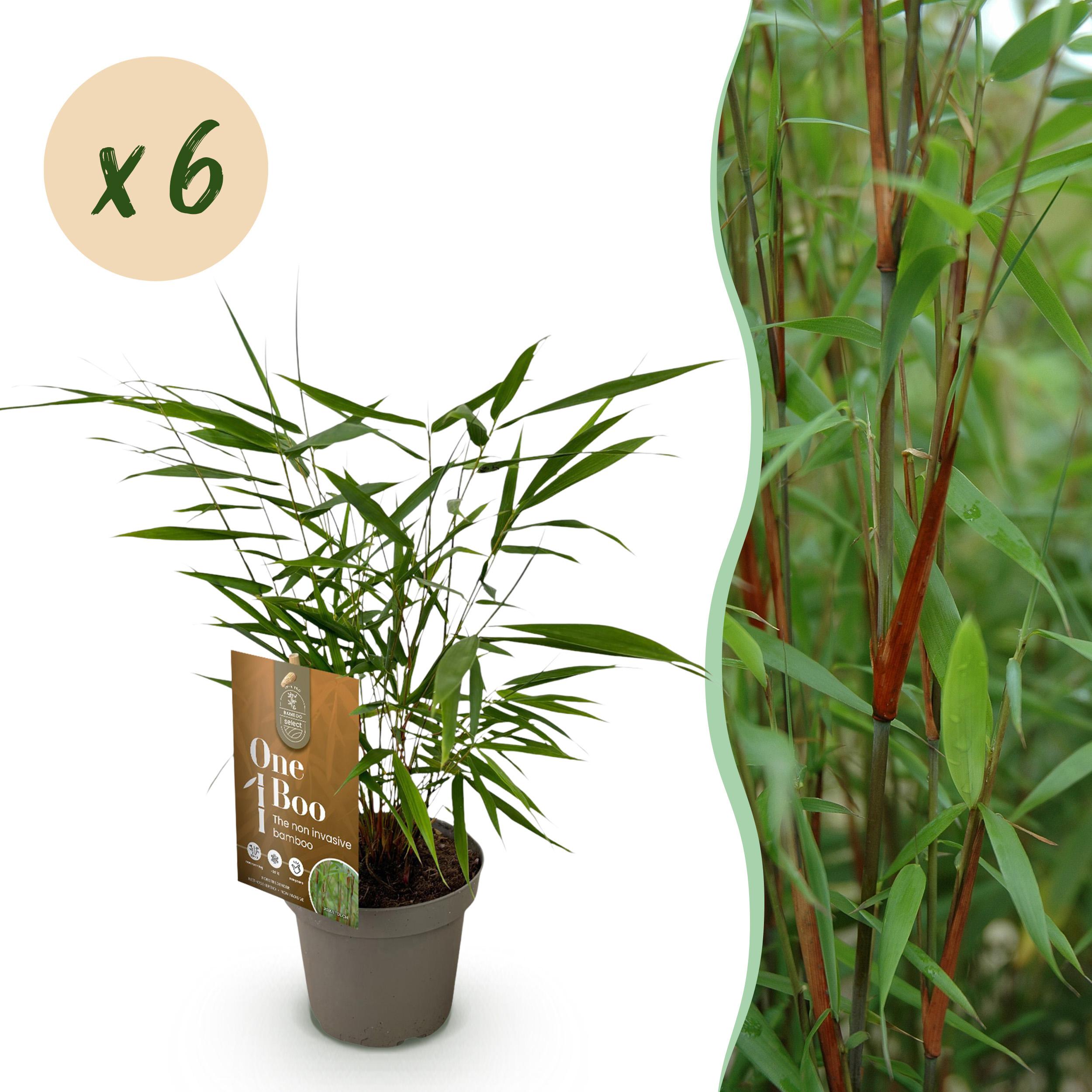 6x Bamboe - Fargesia Asian Wonder - ∅ 14Cm - ↕ 35Cm