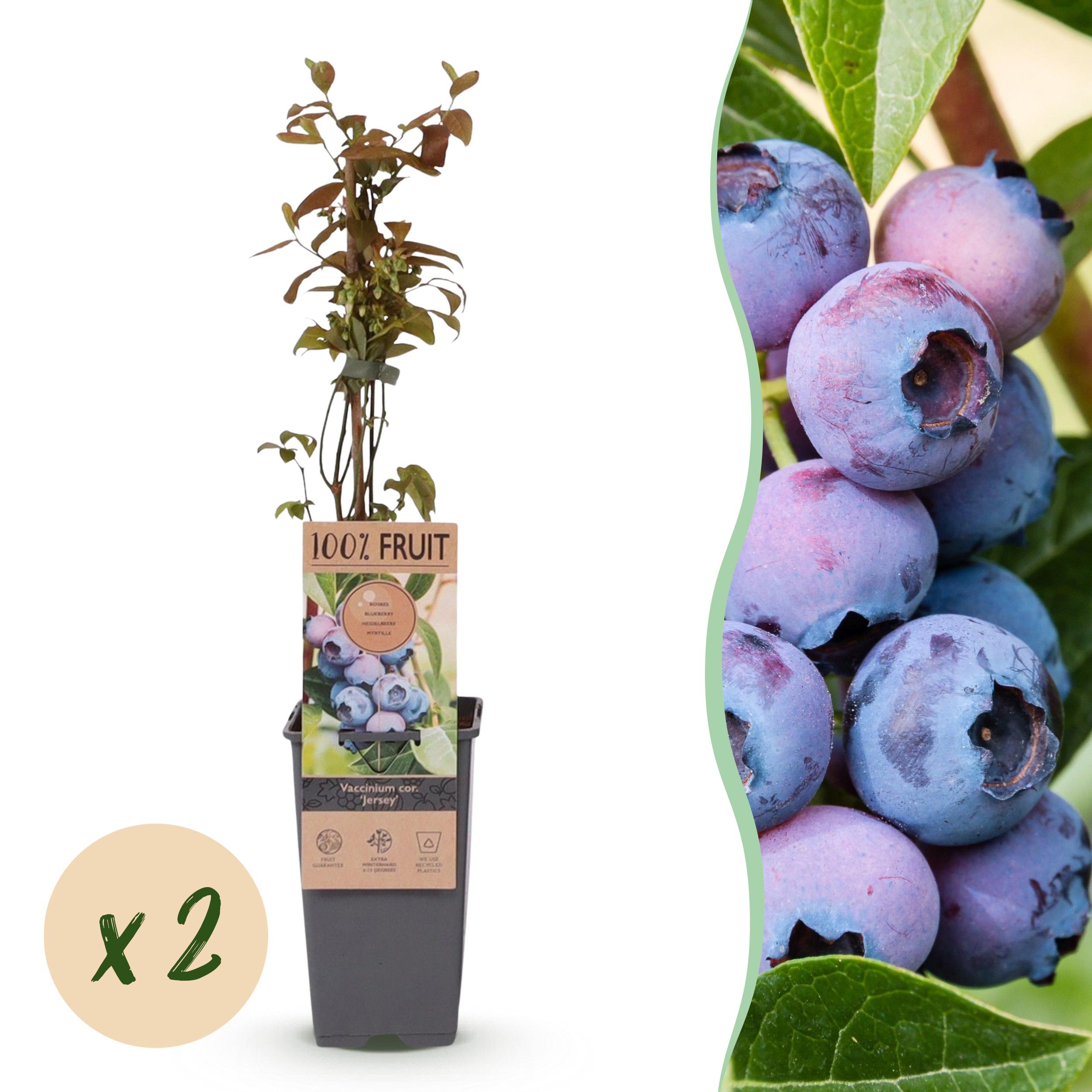 2x Fruitplant - Vaccinium Corymbosum Jersey - Bosbes - Winterhard - Blauwe Bes - ∅ 15Cm - ↕ 50Cm