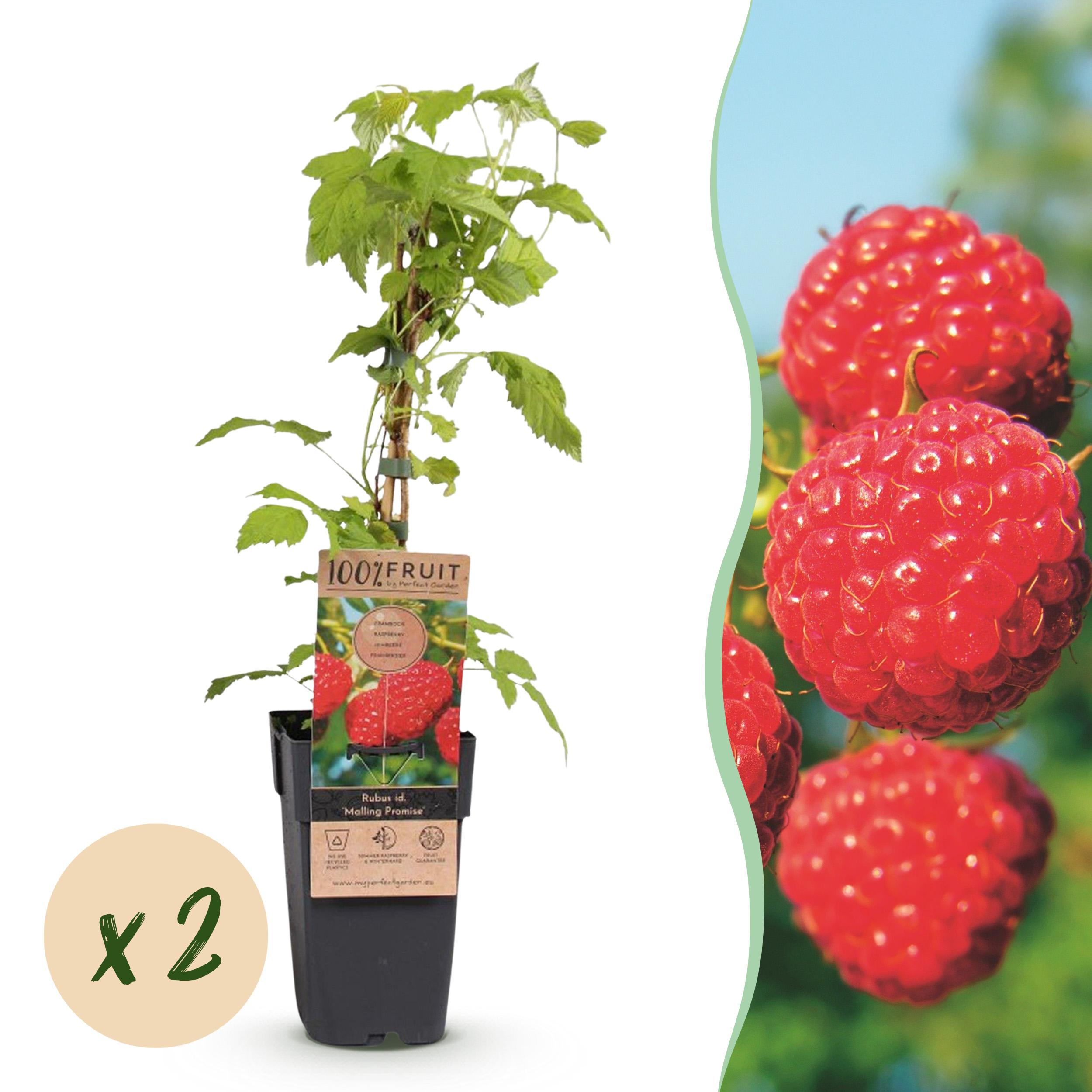 2x Fruitplant - Rubus Idaeus Malling Promise - Frambozenplant - Winterhard - Rode Framboos - ∅ 15Cm - ↕ 50Cm