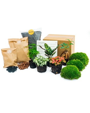 Planten terrarium pakket - Lancifolia - Bonsai - Asparagus - 5 planten