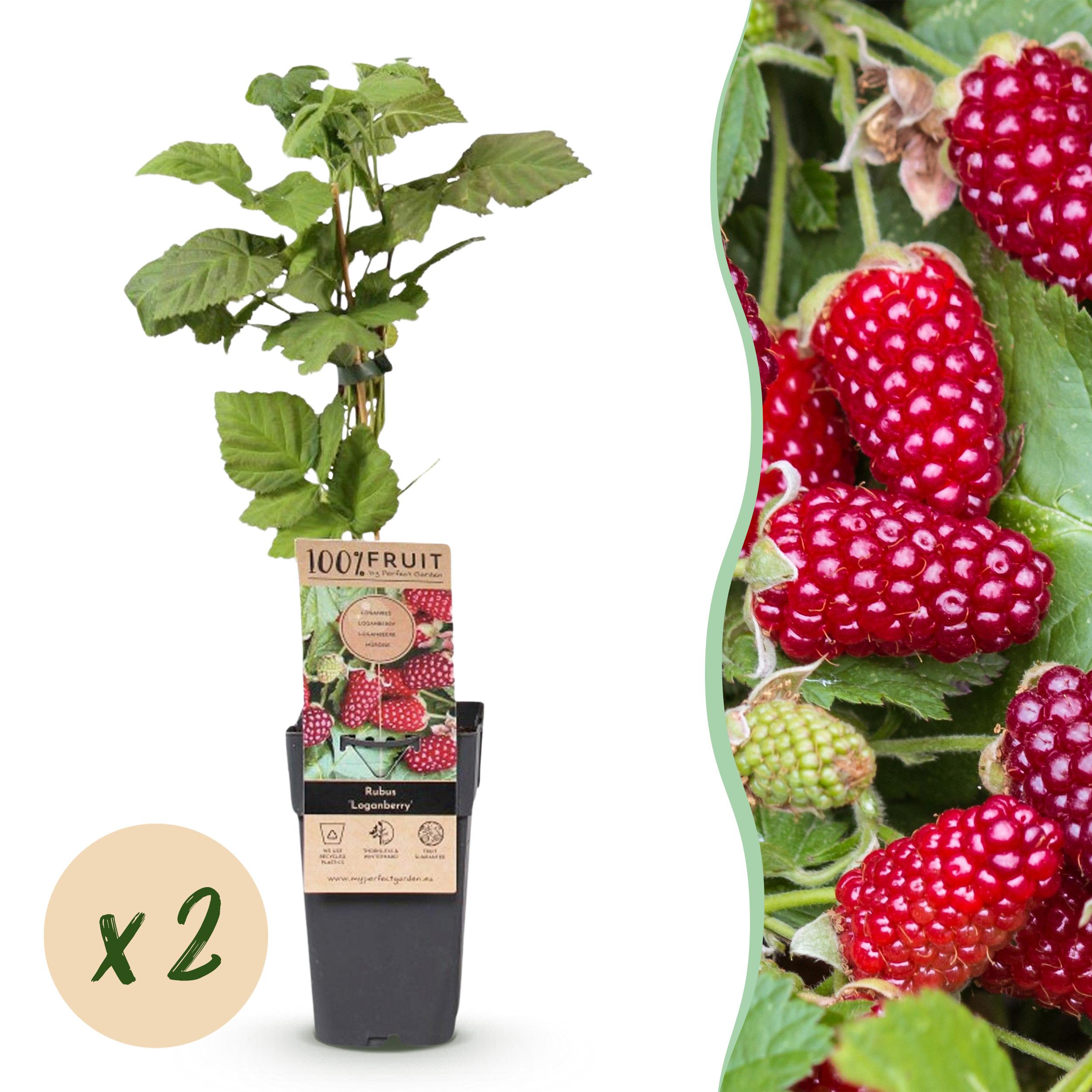 2x Fruitplant - Rubus Thornless Loganberry - Braamboos - Winterhard - Rode Vrucht - ∅ 15Cm - ↕ 50Cm