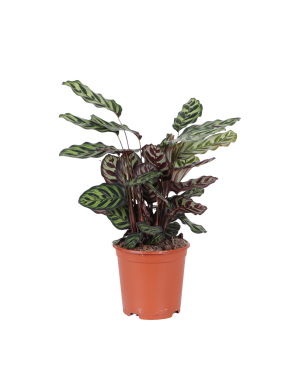 Calathea Makoyana Ø21cm - ↕70cm