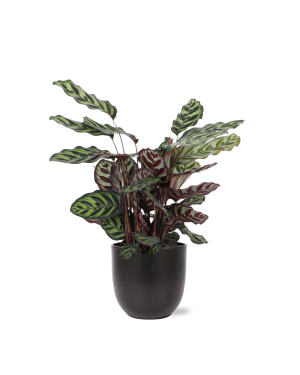 Calathea Makoyana Ø21cm - ↕70cm in Boule antraciet