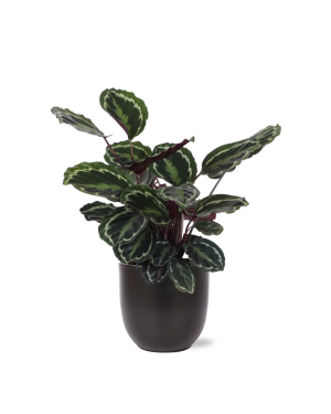 Calathea Medaillon Ø21cm - ↕70cm in Boule antraciet