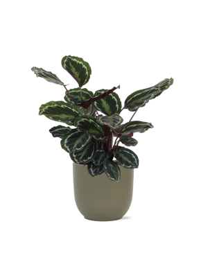 Calathea Medaillon Ø21cm - ↕70cm in Boule olijf pot