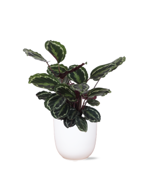 Calathea Medaillon Ø21cm - ↕70cm in Boule wit pot