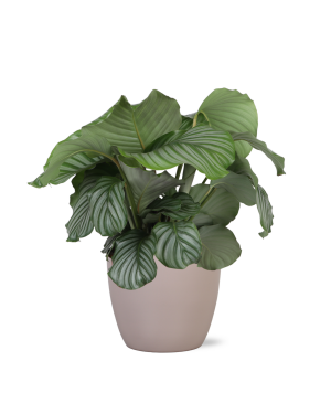 Calathea Orbifolia Ø21cm - ↕70cm in Boule taupe pot