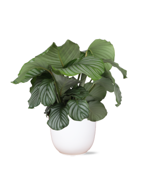 Calathea Orbifolia Ø21cm - ↕70cm in Boule wit pot