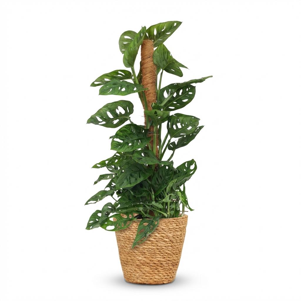 Monkey Mask - Monstera Andansonii Mosstok - Met Mand - ∅ 19Cm - ↕ 90Cm