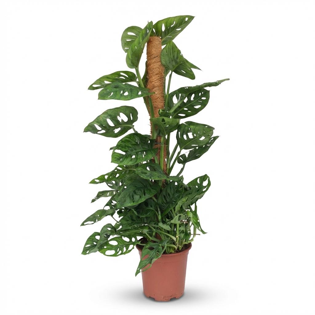 Monkey Mask - Monstera Andansonii Mosstok - ∅ 19Cm - ↕ 90Cm