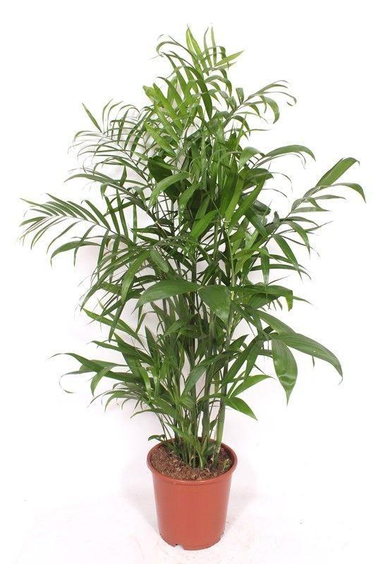 Chamaedorea Seifrizii - 150Cm