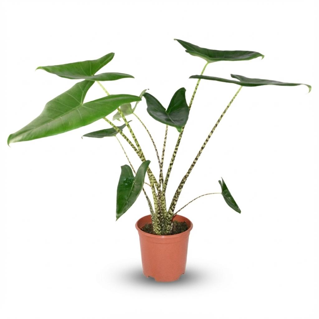 Alocasia Zebrina - Ø 21 Cm - ↕: 70 - 75 Cm