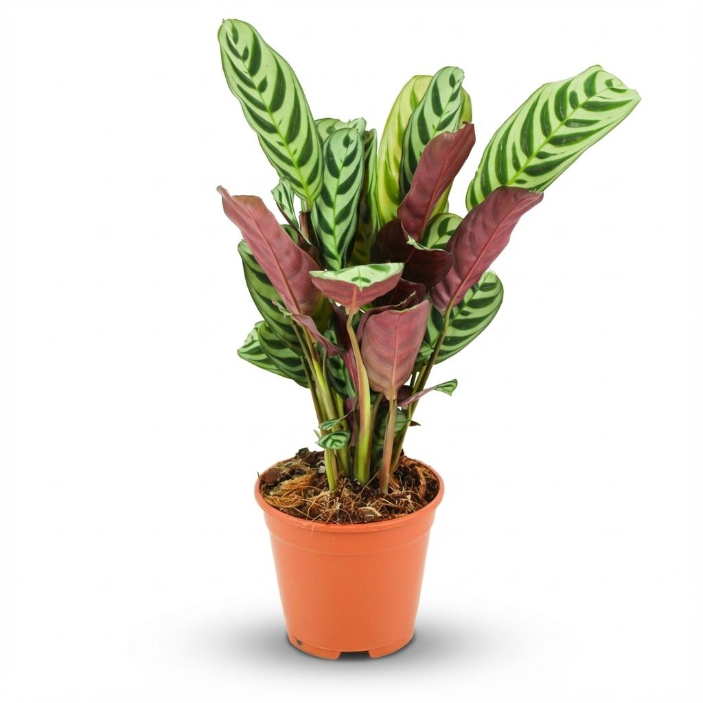 Ctenathe Burle-Marxii - Ø 14 Cm - ↕: 35 - 40 Cm