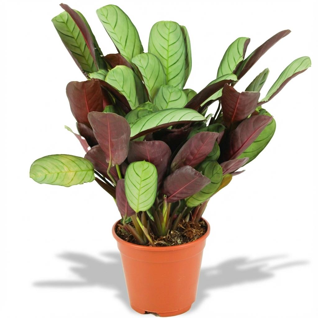 Ctenanthe Amagris - Ø 14 Cm - ↕: 35 - 40 Cm