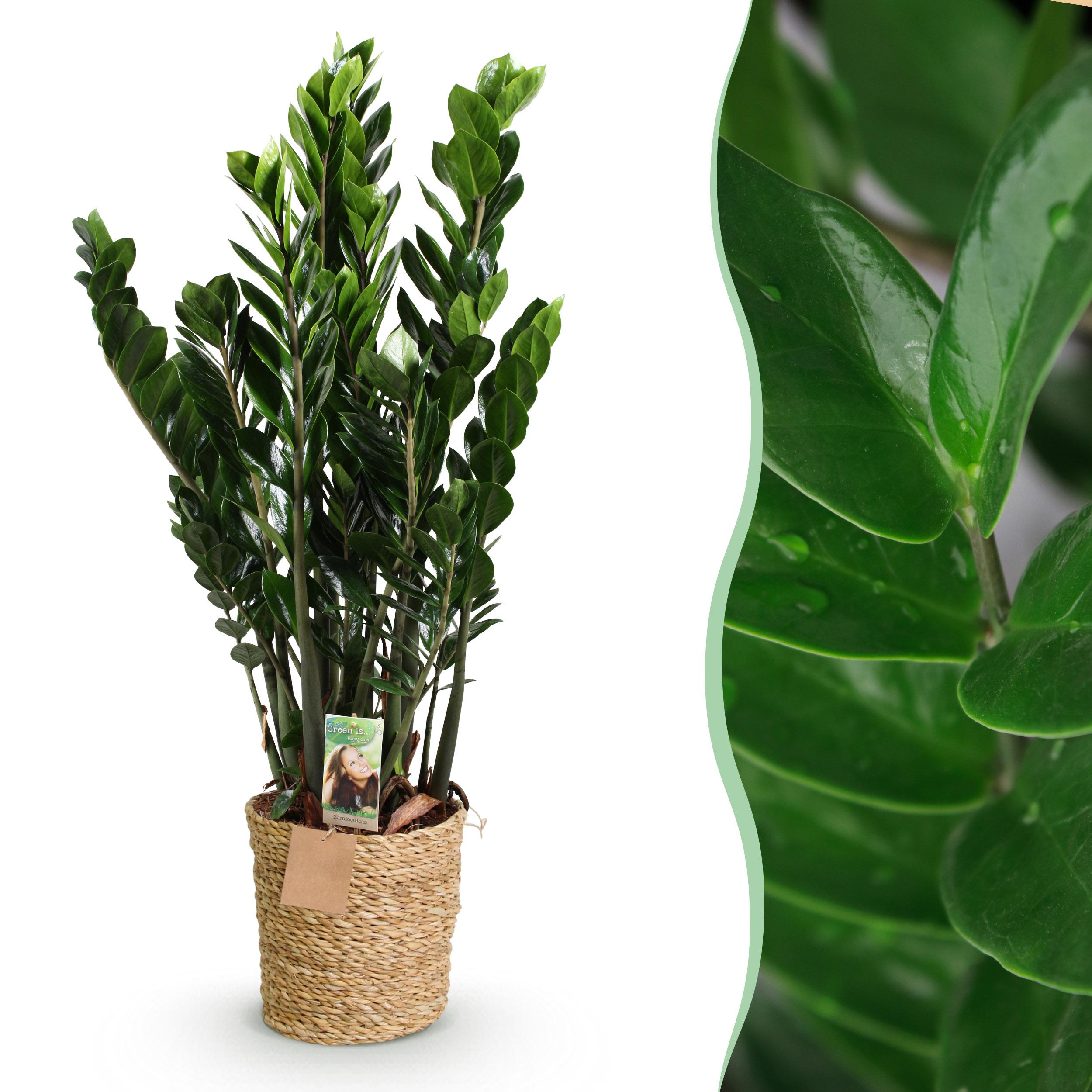 Zamioculcas - Zz-Plant - Met Mand ∅ 21Cm - ↕ 80-90Cm