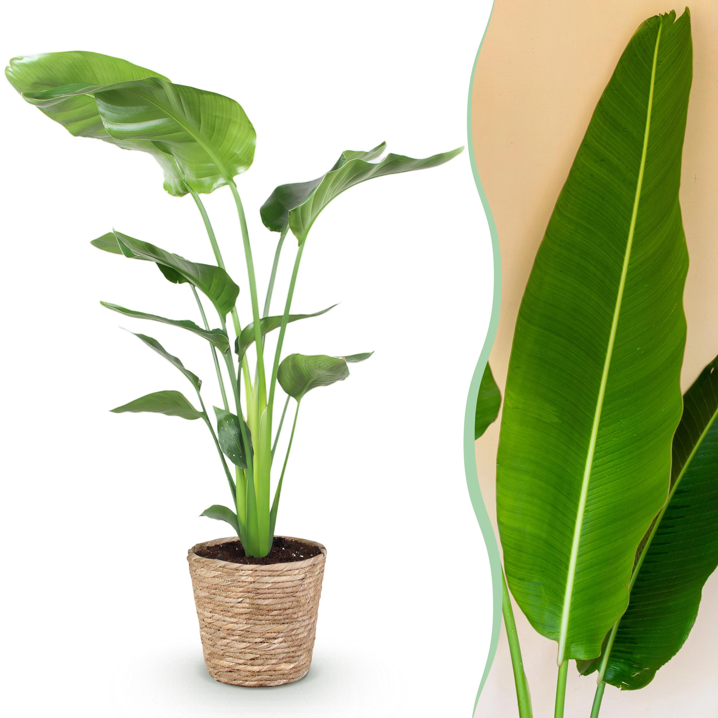 Stelitzia Nicolai - Paradijsvogelbloem - Met Mand - ∅ 21Cm - ↕ 110-120Cm