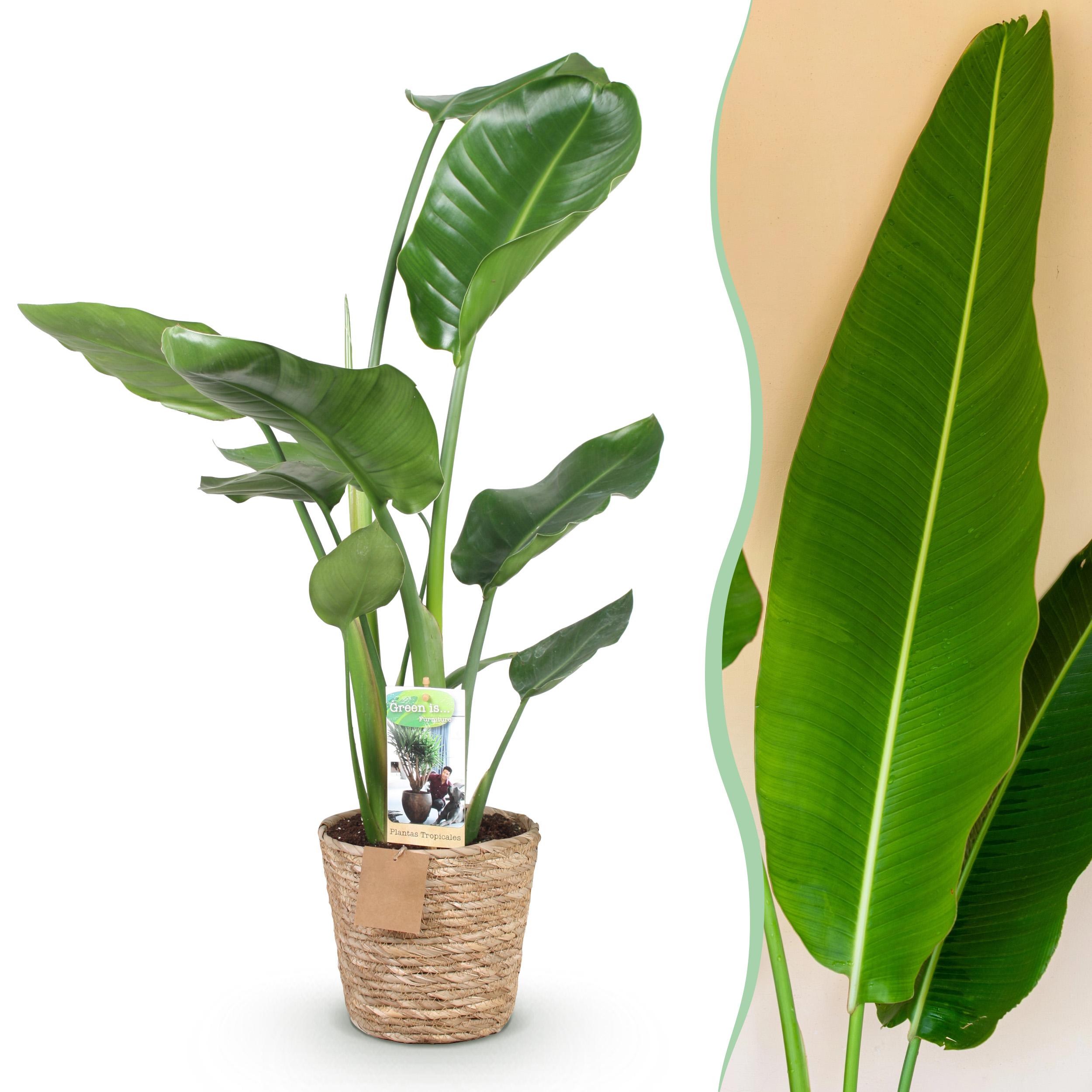 Stelitzia Nicolai - Paradijsvogelbloem - Met Mand ∅ 17Cm - ↕ 70-90Cm