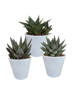 Gasteria/Haworthia mix 8,5cm - 3x - in witte pot