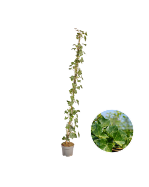 Hedera Hibernica - Klimop - Gestokt - ↨125 - 150 cm