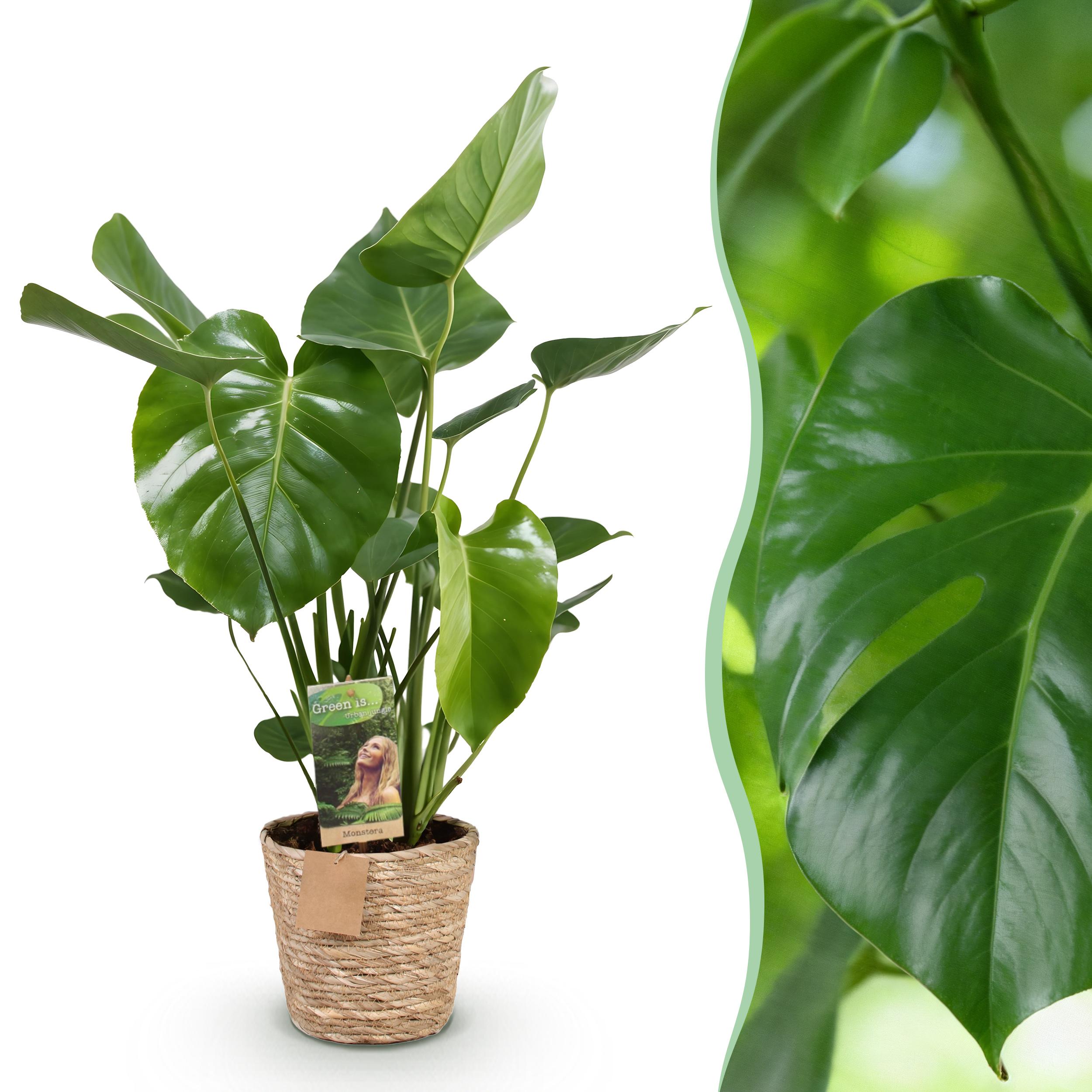 Monstera Deliciosa - Gatenplant - Met Mand ∅ 21Cm - ↕ 70-80Cm