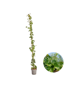 Hedera Hibernica - Klimop - Gestokt - ↨150 - 175 cm