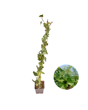 Hedera Hibernica - Klimop - Gestokt - ↨80 - 100 cm