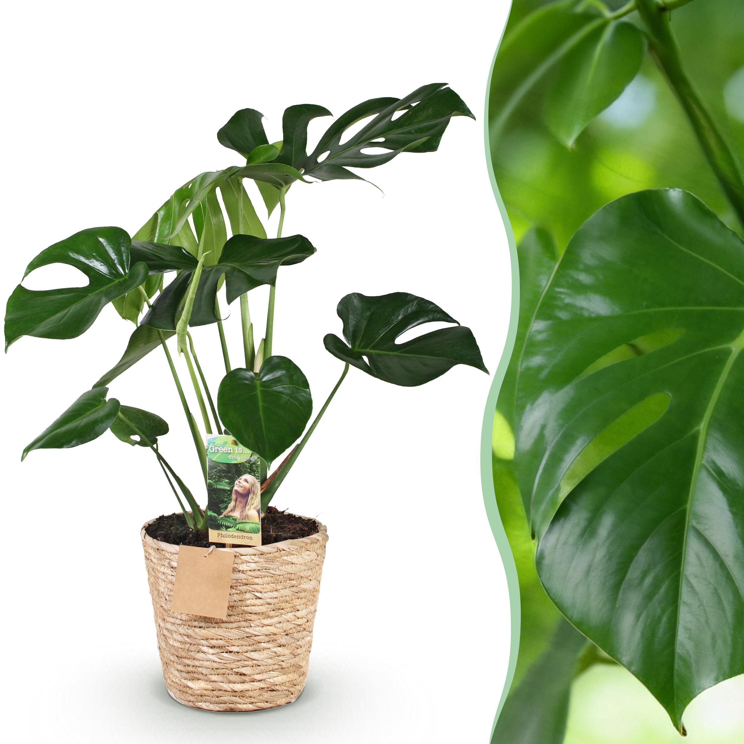 Monstera Deliciosa - Gatenplant - Met Mand - Groen ∅ 17Cm - ↕ 50-55Cm