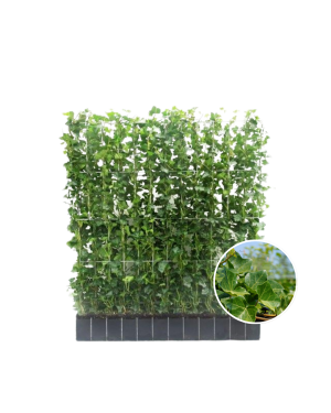 Hedera Hibernica - Klimop - Kant-en-Klaar Haag ↔120cm - ↨120 cm