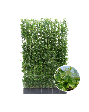 Hedera Hibernica - Klimop - Kant-en-Klaar Haag ↔120cm - ↨150 cm