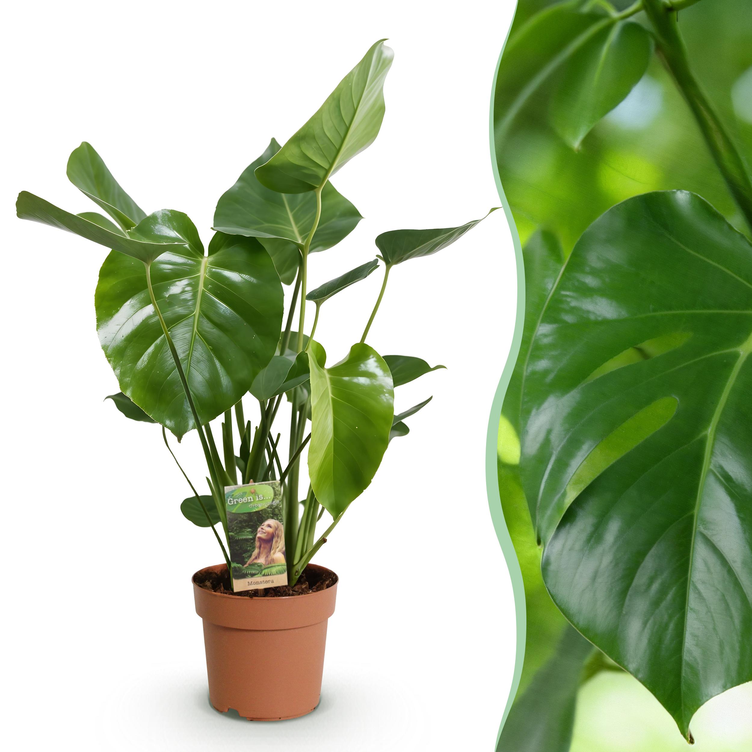 Monstera Deliciosa - Gatenplant ∅ 21Cm - ↕ 70-80Cm