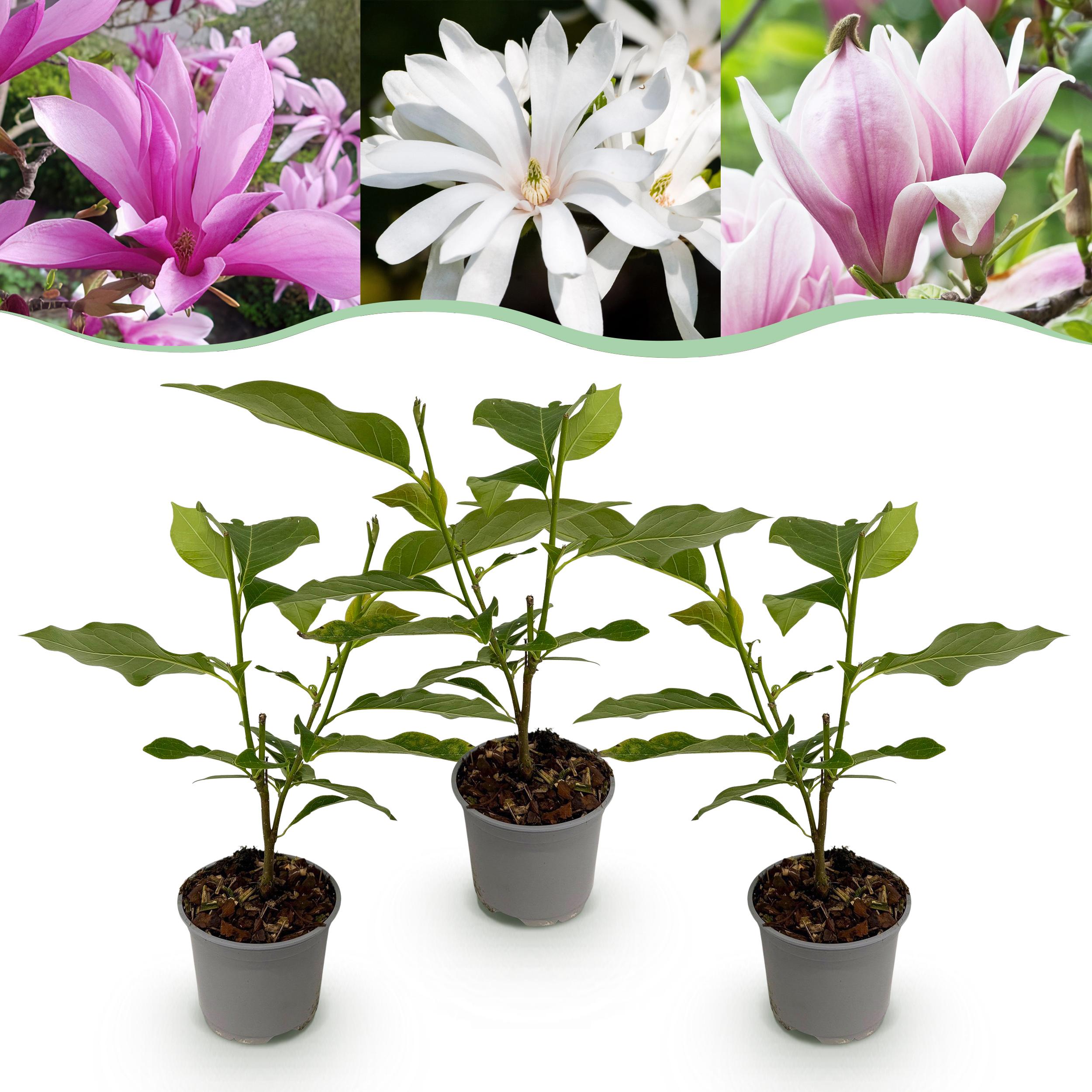 Magnolia Tricolour - Bloem Wit-Roze-Paars - 3 Planten - Bladverliezend - ∅ 12Cm ↕ 30Cm