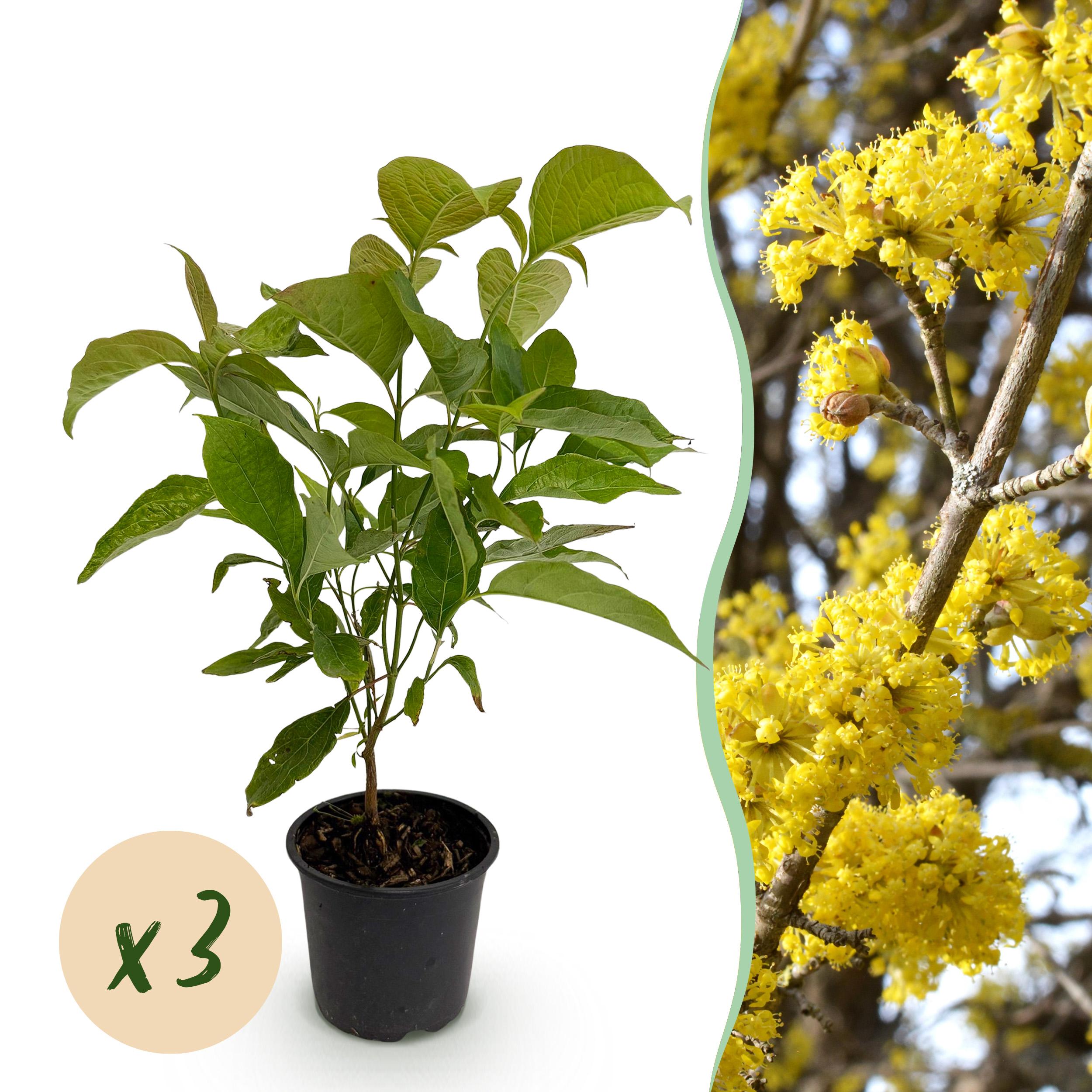 Cornus Mas - Bloem Geel - 3 Planten - ∅ 12Cm ↕ 35Cm