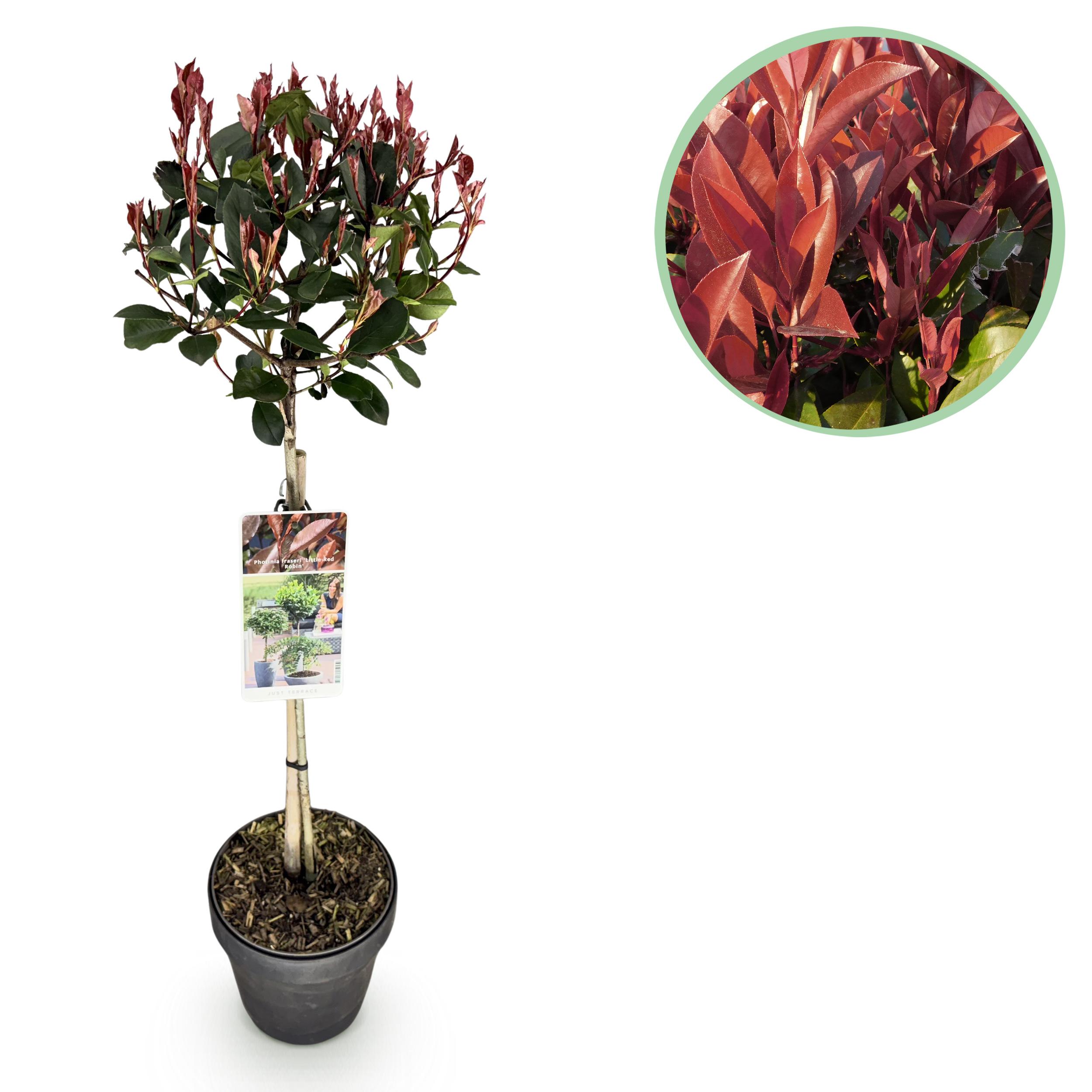Photinia Fraseri Little Red Robin - Terras Plant - Bladhoudend - Winterhard - Groen-Rood Blad - ∅ 19Cm ↕ 90Cm