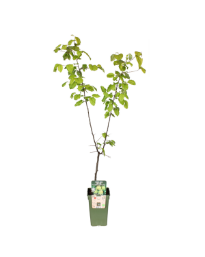 Pyrus Communis Doyenne Du Comice - Peer