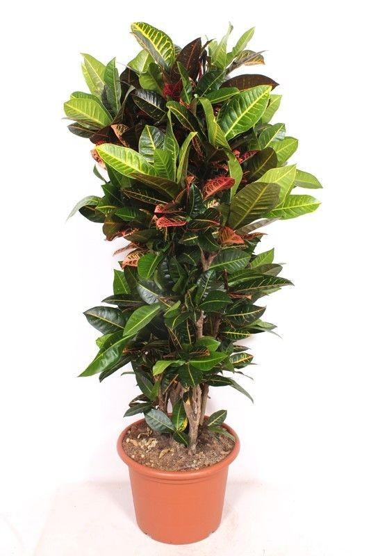 Codiaeum Petra - 170Cm