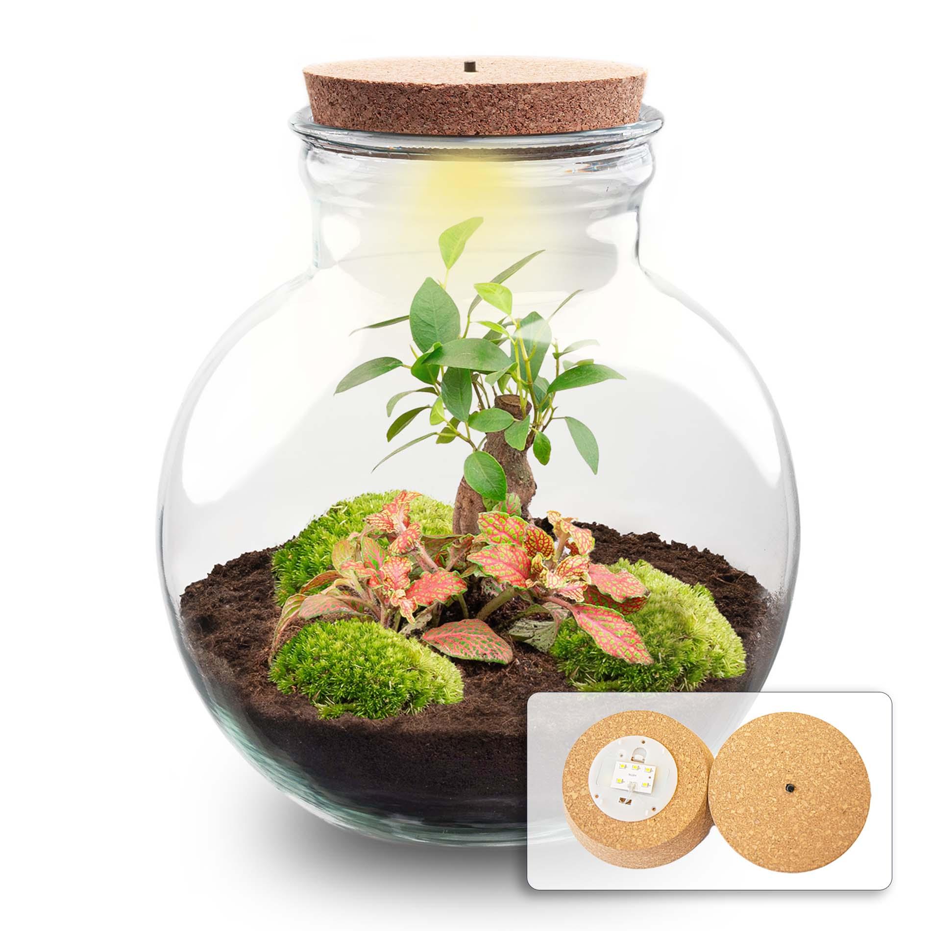 Diy Planten Terrarium (Met Licht) - Teddy Bonsai - Ø 25 Cm ↑ 26,5 Cm - DIY Planten terrarium (met licht)
