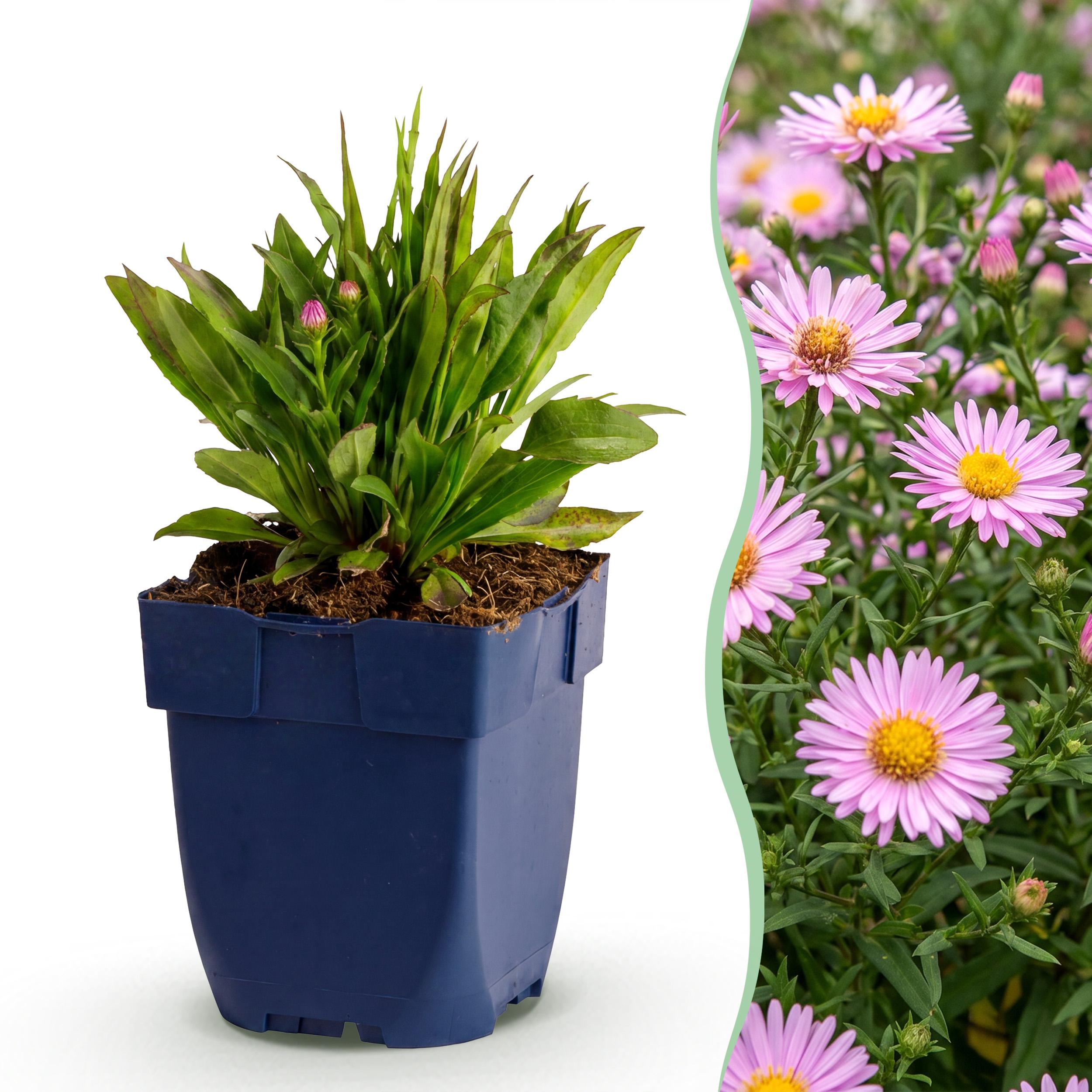 6x Aster Wood's Pink - Pluimspirea - Bijen En Vlinderlokkers - Roze - Ø 11Cm - ↑ 15-25Cm