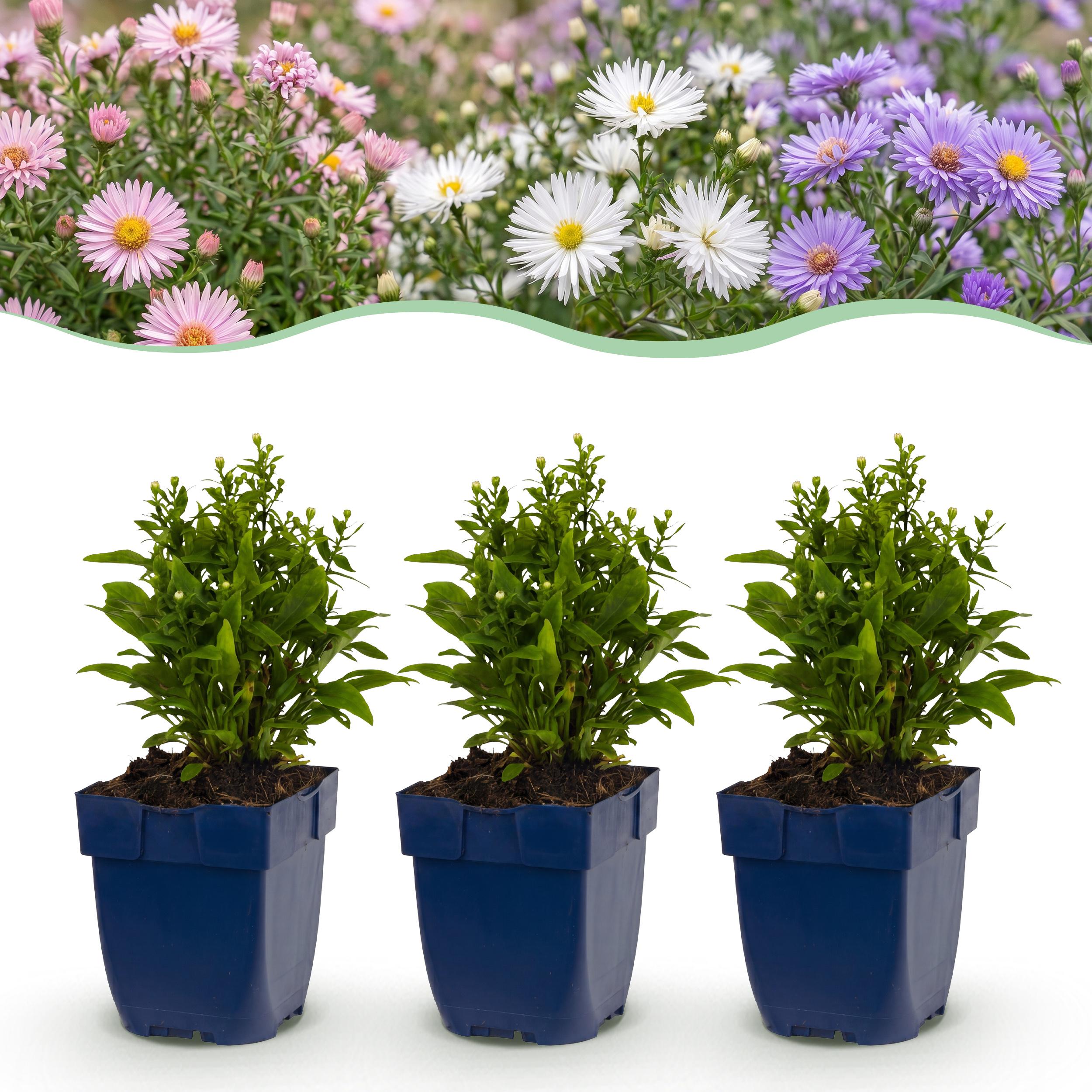 6x Aster Tricolour - Zee Aster - Bijen En Vlinderlokkers - Paars - Roze - Wit - Ø 11Cm - ↑ 15-25Cm