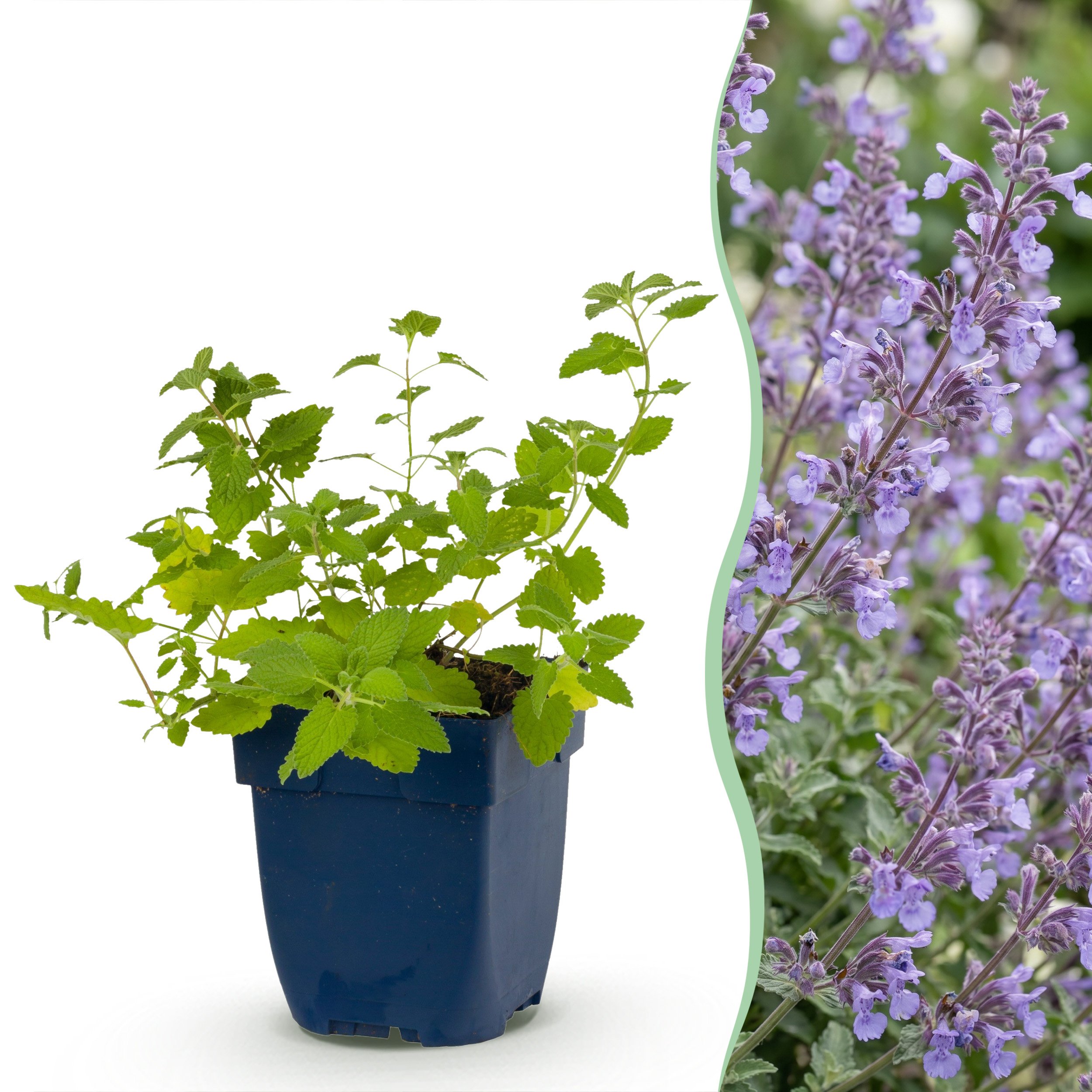 12x Nepeta Faassenii Walker's Low - Kattenkruid - Bijen En Vlinderlokkers - Blauw - Ø 11Cm - ↑ 15-25Cm