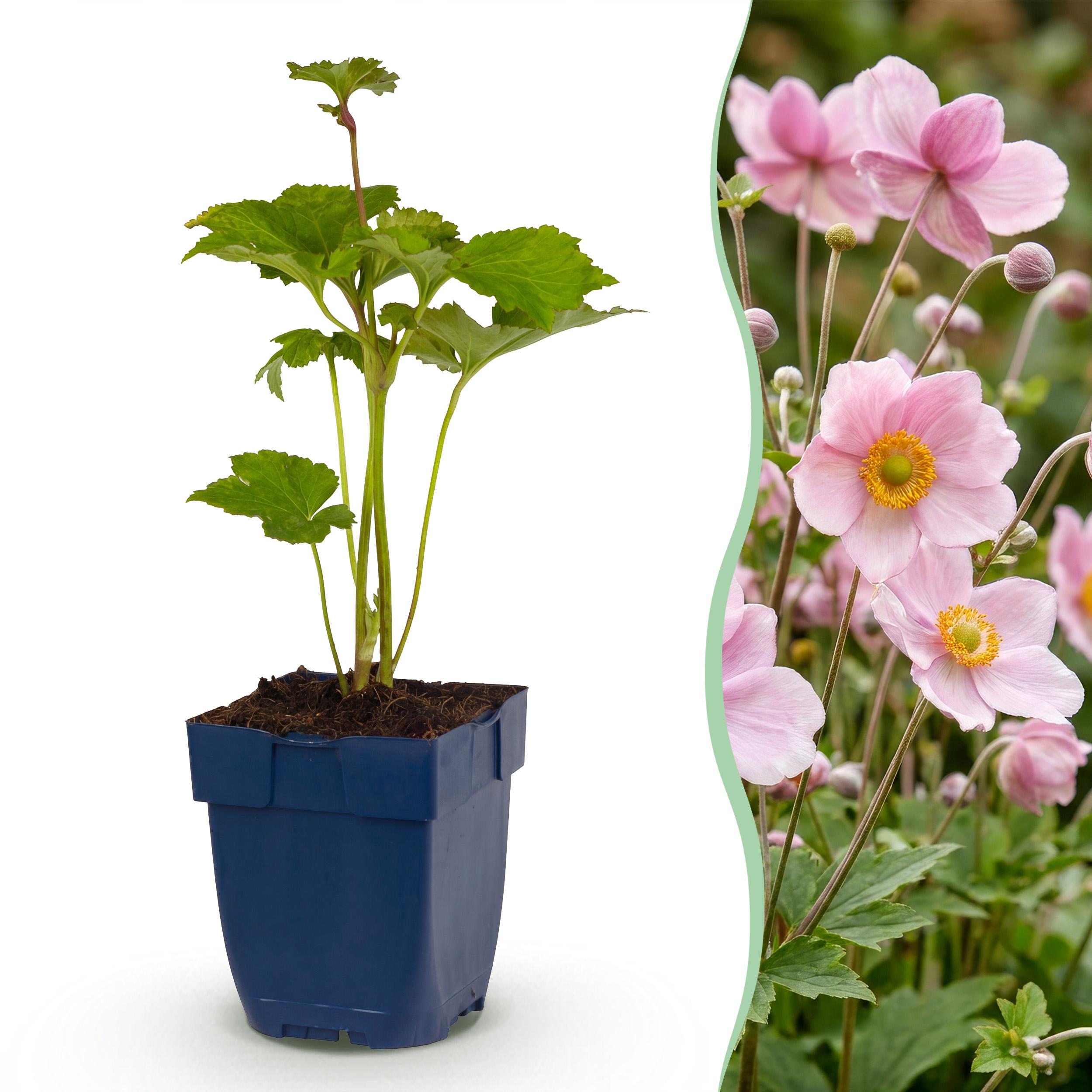 12x Anemone Hybr. Kön. Charlotte - Herfst Anemoon - Schaduw - Roze - Ø 11Cm - ↑ 15-25Cm