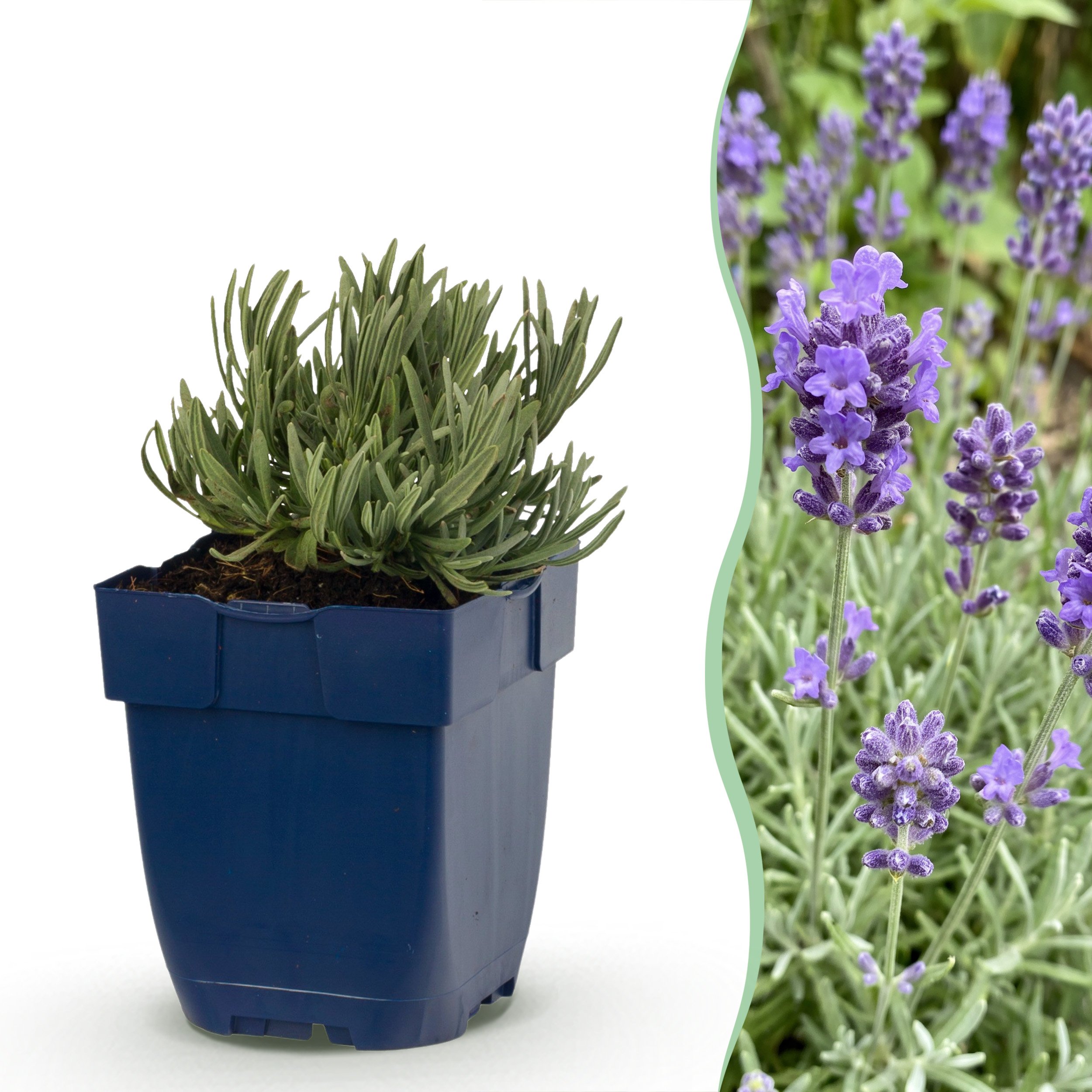 6x Lavandula Ang. Dwarf Blue - Lavendel - Geurend - Paars - Ø 11Cm - ↑ 15-25Cm
