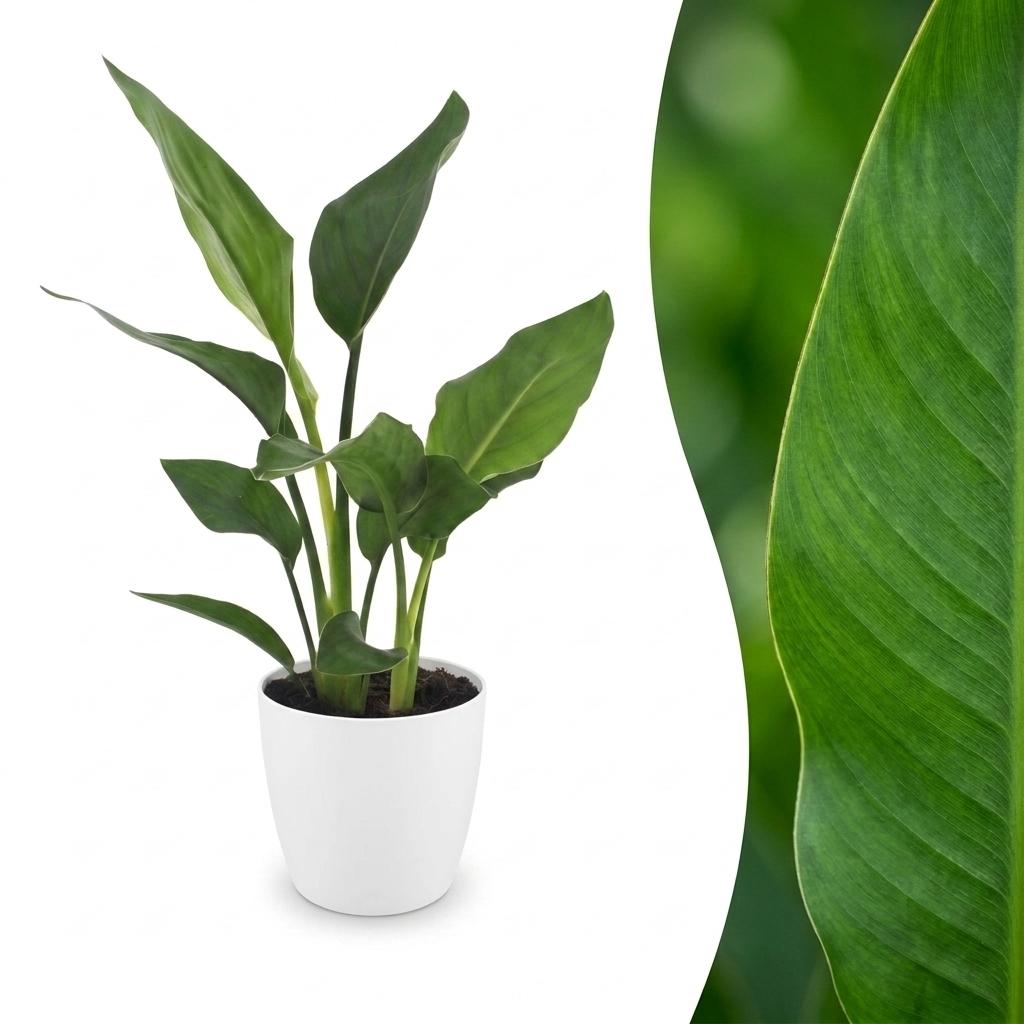 Strelitzia Reginea - Paradijsvogelbloem - 1 Plant - Met Øter Wit - Ø 12Cm - ↑ - 35Cm