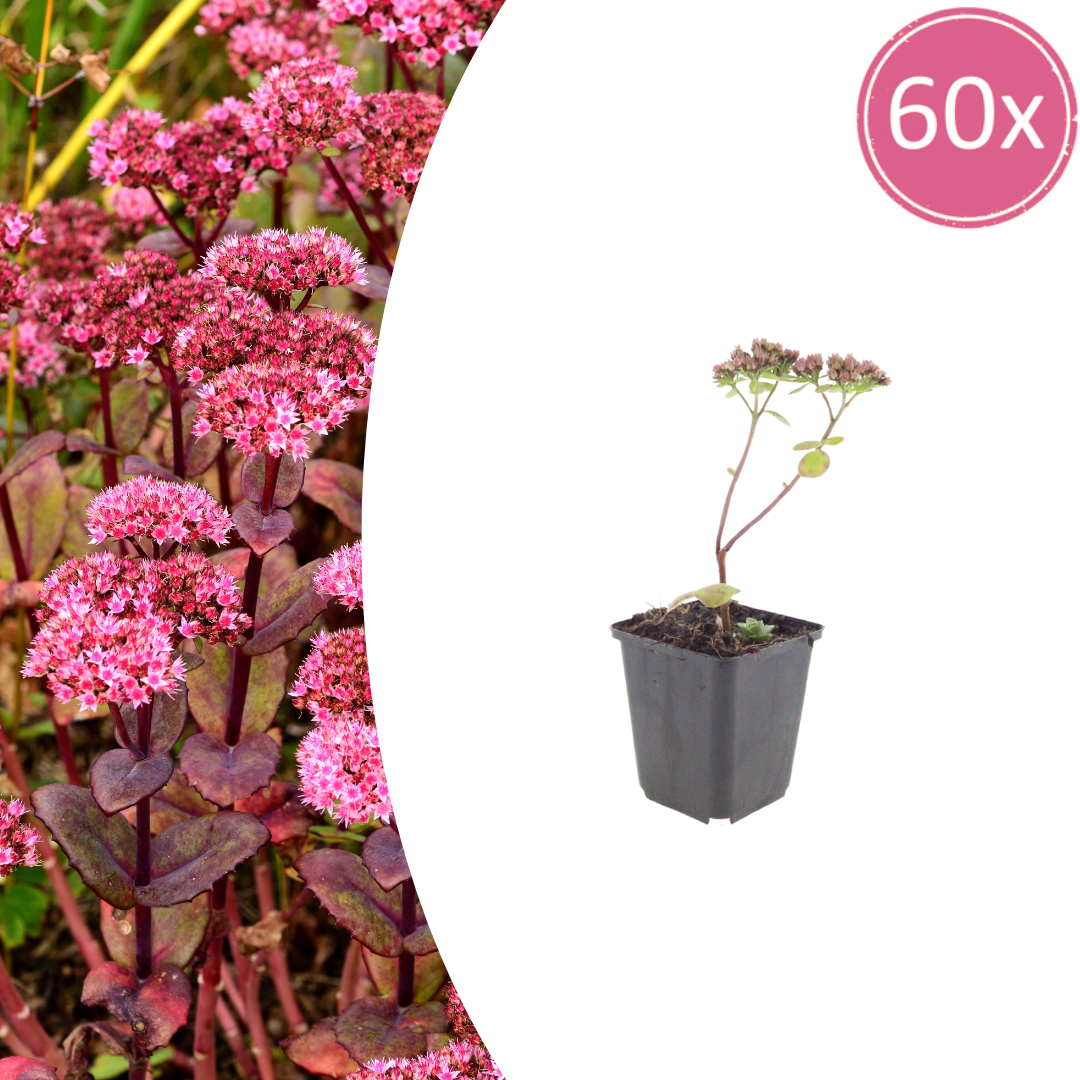 60X Sedum 'Matrona' - ↕10-25Cm - Ø9Cm